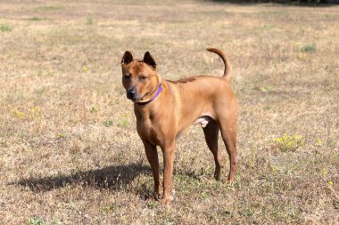 Tayland sırtlı köpek yavrusu. Red Thai Ridge Dog - Tayland 'ın eski yerel köpeği, kısa saçlı, orta boylu, üçgen kulaklı. Siyah burun ucu, kama şeklinde, ince kuyruk. Rodezya sırt köpeği