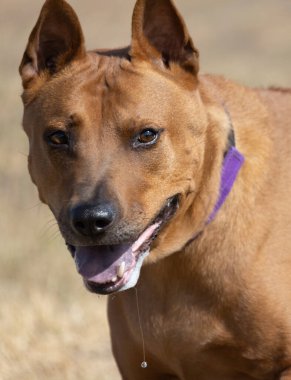 Tayland sırtlı köpek yavrusu. Red Thai Ridge Dog - Tayland 'ın eski yerel köpeği, kısa saçlı, orta boylu, üçgen kulaklı. Siyah burun ucu, kama şeklinde, ince kuyruk. Rodezya sırt köpeği