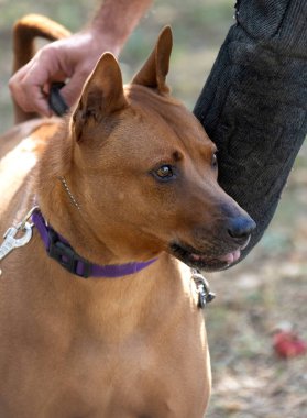 Tayland sırtlı köpek yavrusu. Red Thai Ridge Dog - Tayland 'ın eski yerel köpeği, kısa saçlı, orta boylu, üçgen kulaklı. Siyah burun ucu, kama şeklinde, ince kuyruk. Rodezya sırt köpeği