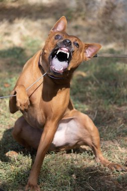 Tayland sırtlı köpek yavrusu. Red Thai Ridge Dog - Tayland 'ın eski yerel köpeği, kısa saçlı, orta boylu, üçgen kulaklı. Siyah burun ucu, kama şeklinde, ince kuyruk. Rodezya sırt köpeği