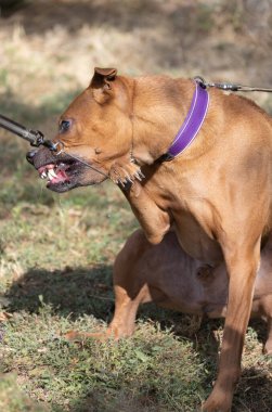 Tayland sırtlı köpek yavrusu. Red Thai Ridge Dog - Tayland 'ın eski yerel köpeği, kısa saçlı, orta boylu, üçgen kulaklı. Siyah burun ucu, kama şeklinde, ince kuyruk. Rodezya sırt köpeği