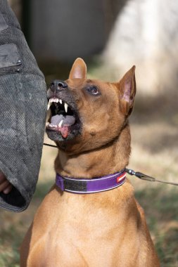 Tayland sırtlı köpek yavrusu. Red Thai Ridge Dog - Tayland 'ın eski yerel köpeği, kısa saçlı, orta boylu, üçgen kulaklı. Siyah burun ucu, kama şeklinde, ince kuyruk. Rodezya sırt köpeği