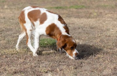 Brittany Epanel Breton portresi, turuncu ve beyaz Fransızca köpek portresi. Dili sarkık ve dinleniyor, koşuyor, yazın tarlada yatıyor. Brittany Spaniel Fransız Av İşaretçisi. Safkan hayvan.