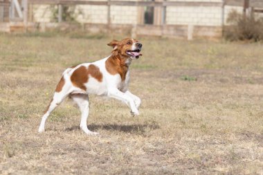 Brittany Epanel Breton portresi, turuncu ve beyaz Fransızca köpek portresi. Dili sarkık ve dinleniyor, koşuyor, yazın tarlada yatıyor. Brittany Spaniel Fransız Av İşaretçisi. Safkan hayvan.