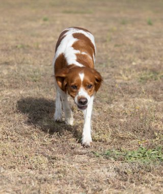 Brittany Epanel Breton portresi, turuncu ve beyaz Fransızca köpek portresi. Dili sarkık ve dinleniyor, koşuyor, yazın tarlada yatıyor. Brittany Spaniel Fransız Av İşaretçisi. Safkan hayvan.