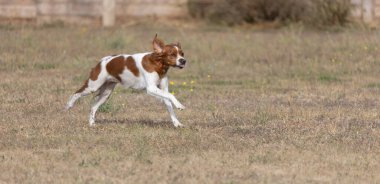 Brittany Epanel Breton portresi, turuncu ve beyaz Fransızca köpek portresi. Dili sarkık ve dinleniyor, koşuyor, yazın tarlada yatıyor. Brittany Spaniel Fransız Av İşaretçisi. Safkan hayvan.