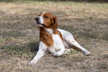 Brittany Epanel Breton portresi, turuncu ve beyaz Fransızca köpek portresi. Dili sarkık ve dinleniyor, koşuyor, yazın tarlada yatıyor. Brittany Spaniel Fransız Av İşaretçisi. Safkan hayvan.