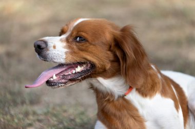 Brittany Epanel Breton portresi, turuncu ve beyaz Fransızca köpek portresi. Dili sarkık ve dinleniyor, koşuyor, yazın tarlada yatıyor. Brittany Spaniel Fransız Av İşaretçisi. Safkan hayvan.