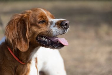 Brittany Epanel Breton portresi, turuncu ve beyaz Fransızca köpek portresi. Dili sarkık ve dinleniyor, koşuyor, yazın tarlada yatıyor. Brittany Spaniel Fransız Av İşaretçisi. Safkan hayvan.