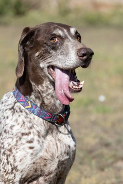 Safkan bir av köpeğinin güzel portresi Alman Shorthaired Pointer kahverengisi. Alman Shorthair Pointer bir av köpeği. Güzel bir köpeğin yakın plan portresi.