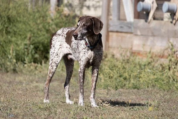 Beautiful portrait of a purebred hunting dog German Shorthaired Pointer brown. The German Shorthaired Pointer is a hunting dog. Close-up portrait of a beautiful dog