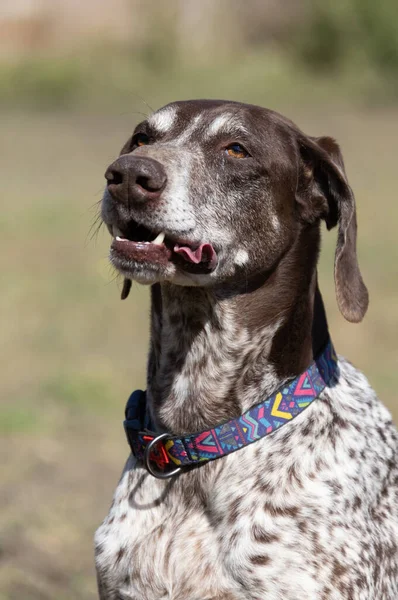 Beautiful portrait of a purebred hunting dog German Shorthaired Pointer brown. The German Shorthaired Pointer is a hunting dog. Close-up portrait of a beautiful dog