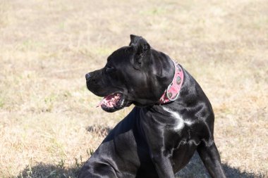 İtalyan Mastiff Cane Corso portresi. Siyah beyaz İtalyan Mastiff Cane Corso açık havada. Düz bir çayırda yürüyüş eğitimi. Büyük bir Roma gladyatör köpeği cinsi. En eski köpek cinsi.