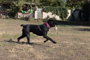 İtalyan Mastiff Cane Corso portresi. Siyah beyaz İtalyan Mastiff Cane Corso açık havada. Düz bir çayırda yürüyüş eğitimi. Büyük bir Roma gladyatör köpeği cinsi. En eski köpek cinsi.