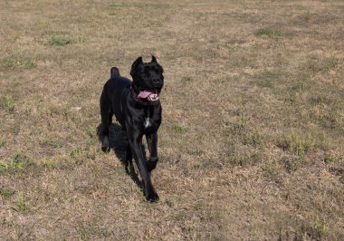 İtalyan Mastiff Cane Corso portresi. Siyah beyaz İtalyan Mastiff Cane Corso açık havada. Düz bir çayırda yürüyüş eğitimi. Büyük bir Roma gladyatör köpeği cinsi. En eski köpek cinsi.