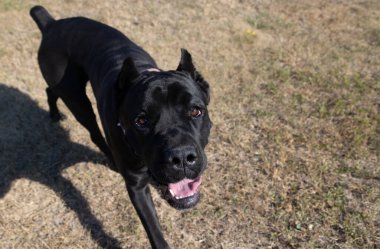 İtalyan Mastiff Cane Corso portresi. Siyah beyaz İtalyan Mastiff Cane Corso açık havada. Düz bir çayırda yürüyüş eğitimi. Büyük bir Roma gladyatör köpeği cinsi. En eski köpek cinsi.