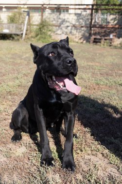 İtalyan Mastiff Cane Corso portresi. Siyah beyaz İtalyan Mastiff Cane Corso açık havada. Düz bir çayırda yürüyüş eğitimi. Büyük bir Roma gladyatör köpeği cinsi. En eski köpek cinsi.