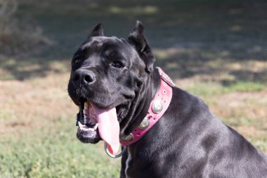 İtalyan Mastiff Cane Corso portresi. Siyah beyaz İtalyan Mastiff Cane Corso açık havada. Düz bir çayırda yürüyüş eğitimi. Büyük bir Roma gladyatör köpeği cinsi. En eski köpek cinsi.