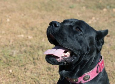 İtalyan Mastiff Cane Corso portresi. Siyah beyaz İtalyan Mastiff Cane Corso açık havada. Düz bir çayırda yürüyüş eğitimi. Büyük bir Roma gladyatör köpeği cinsi. En eski köpek cinsi.