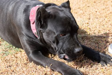 İtalyan Mastiff Cane Corso portresi. Siyah beyaz İtalyan Mastiff Cane Corso açık havada. Düz bir çayırda yürüyüş eğitimi. Büyük bir Roma gladyatör köpeği cinsi. En eski köpek cinsi.