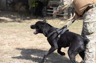 İtalyan Mastiff Cane Corso portresi. Siyah beyaz İtalyan Mastiff Cane Corso açık havada. Düz bir çayırda yürüyüş eğitimi. Büyük bir Roma gladyatör köpeği cinsi. En eski köpek cinsi.