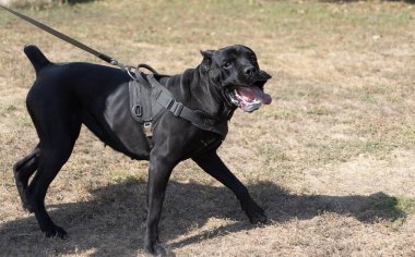 İtalyan Mastiff Cane Corso portresi. Siyah beyaz İtalyan Mastiff Cane Corso açık havada. Düz bir çayırda yürüyüş eğitimi. Büyük bir Roma gladyatör köpeği cinsi. En eski köpek cinsi.