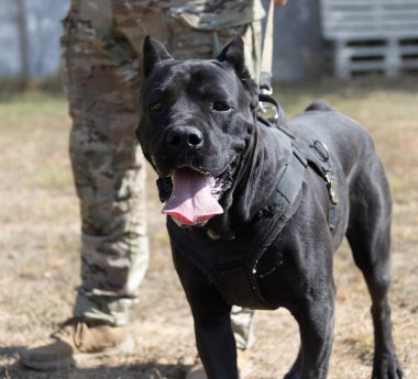 İtalyan Mastiff Cane Corso portresi. Siyah beyaz İtalyan Mastiff Cane Corso açık havada. Düz bir çayırda yürüyüş eğitimi. Büyük bir Roma gladyatör köpeği cinsi. En eski köpek cinsi.