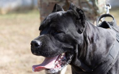 İtalyan Mastiff Cane Corso portresi. Siyah beyaz İtalyan Mastiff Cane Corso açık havada. Düz bir çayırda yürüyüş eğitimi. Büyük bir Roma gladyatör köpeği cinsi. En eski köpek cinsi.