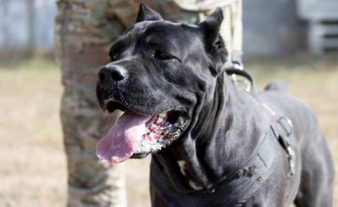 İtalyan Mastiff Cane Corso portresi. Siyah beyaz İtalyan Mastiff Cane Corso açık havada. Düz bir çayırda yürüyüş eğitimi. Büyük bir Roma gladyatör köpeği cinsi. En eski köpek cinsi.