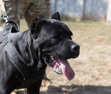 İtalyan Mastiff Cane Corso portresi. Siyah beyaz İtalyan Mastiff Cane Corso açık havada. Düz bir çayırda yürüyüş eğitimi. Büyük bir Roma gladyatör köpeği cinsi. En eski köpek cinsi.