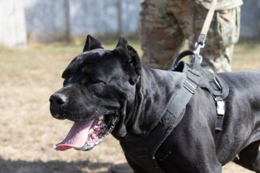 İtalyan Mastiff Cane Corso portresi. Siyah beyaz İtalyan Mastiff Cane Corso açık havada. Düz bir çayırda yürüyüş eğitimi. Büyük bir Roma gladyatör köpeği cinsi. En eski köpek cinsi.