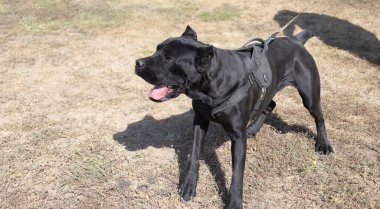 İtalyan Mastiff Cane Corso portresi. Siyah beyaz İtalyan Mastiff Cane Corso açık havada. Düz bir çayırda yürüyüş eğitimi. Büyük bir Roma gladyatör köpeği cinsi. En eski köpek cinsi.
