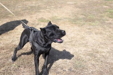 İtalyan Mastiff Cane Corso portresi. Siyah beyaz İtalyan Mastiff Cane Corso açık havada. Düz bir çayırda yürüyüş eğitimi. Büyük bir Roma gladyatör köpeği cinsi. En eski köpek cinsi.