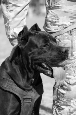 İtalyan Mastiff Cane Corso portresi. Siyah beyaz İtalyan Mastiff Cane Corso açık havada. Düz bir çayırda yürüyüş eğitimi. Büyük bir Roma gladyatör köpeği cinsi. En eski köpek cinsi.