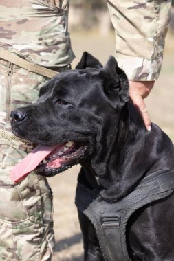 İtalyan Mastiff Cane Corso portresi. Siyah beyaz İtalyan Mastiff Cane Corso açık havada. Düz bir çayırda yürüyüş eğitimi. Büyük bir Roma gladyatör köpeği cinsi. En eski köpek cinsi.