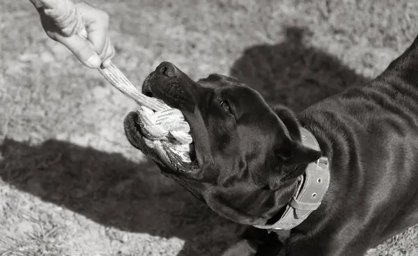 İtalyan Mastiff Cane Corso portresi. Siyah beyaz İtalyan Mastiff Cane Corso açık havada. Düz bir çayırda yürüyüş eğitimi. Büyük bir Roma gladyatör köpeği cinsi. En eski köpek cinsi.