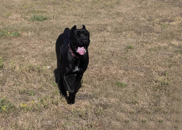 İtalyan Mastiff Cane Corso portresi. Siyah beyaz İtalyan Mastiff Cane Corso açık havada. Düz bir çayırda yürüyüş eğitimi. Büyük bir Roma gladyatör köpeği cinsi. En eski köpek cinsi.