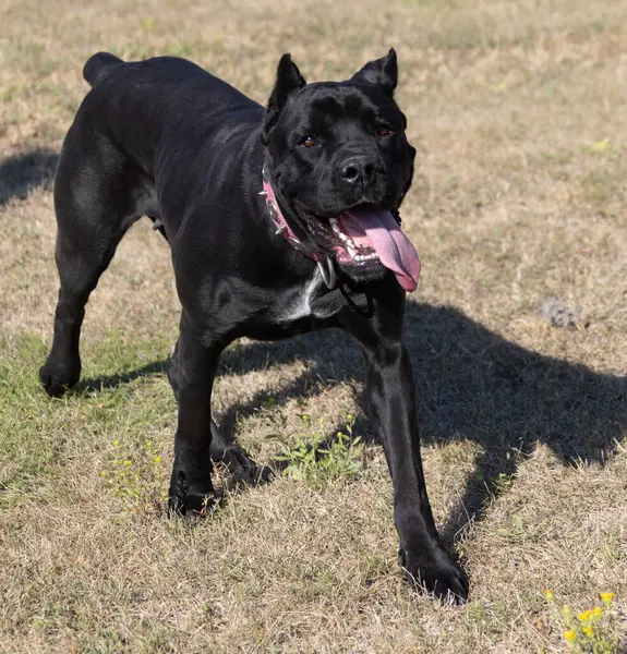 İtalyan Mastiff Cane Corso portresi. Siyah beyaz İtalyan Mastiff Cane Corso açık havada. Düz bir çayırda yürüyüş eğitimi. Büyük bir Roma gladyatör köpeği cinsi. En eski köpek cinsi.