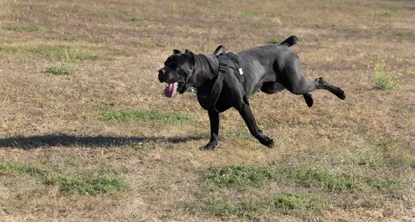 İtalyan Mastiff Cane Corso portresi. Siyah beyaz İtalyan Mastiff Cane Corso açık havada. Düz bir çayırda yürüyüş eğitimi. Büyük bir Roma gladyatör köpeği cinsi. En eski köpek cinsi.