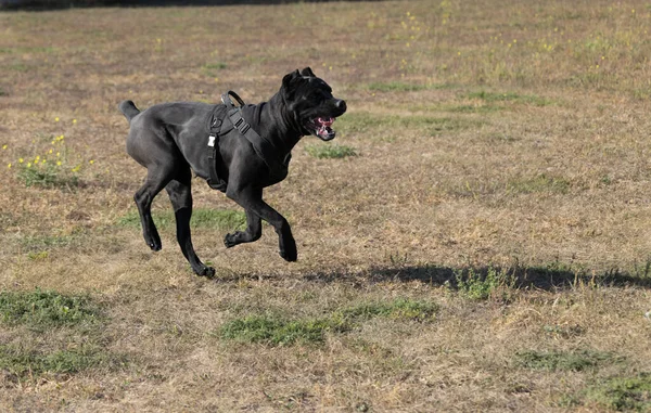 İtalyan Mastiff Cane Corso portresi. Siyah beyaz İtalyan Mastiff Cane Corso açık havada. Düz bir çayırda yürüyüş eğitimi. Büyük bir Roma gladyatör köpeği cinsi. En eski köpek cinsi.