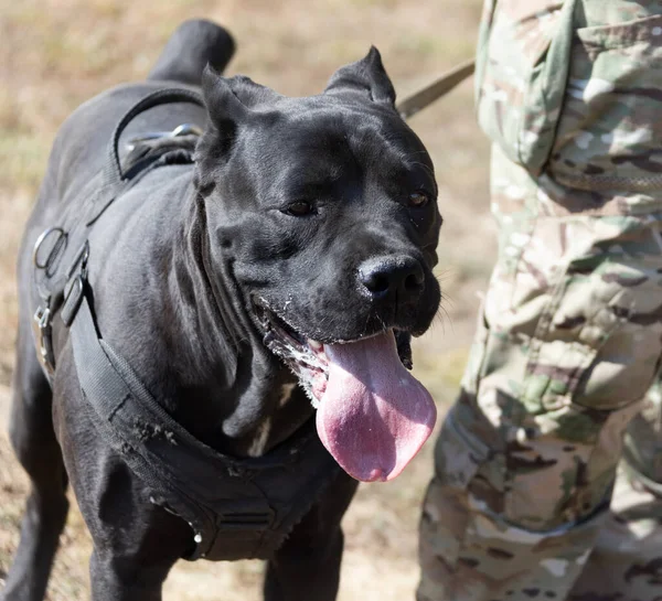 İtalyan Mastiff Cane Corso portresi. Siyah beyaz İtalyan Mastiff Cane Corso açık havada. Düz bir çayırda yürüyüş eğitimi. Büyük bir Roma gladyatör köpeği cinsi. En eski köpek cinsi.