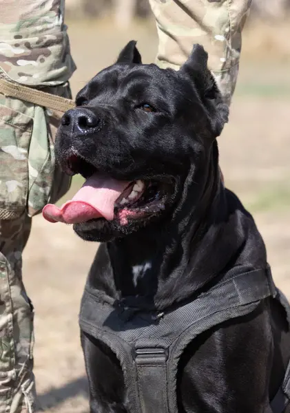 İtalyan Mastiff Cane Corso portresi. Siyah beyaz İtalyan Mastiff Cane Corso açık havada. Düz bir çayırda yürüyüş eğitimi. Büyük bir Roma gladyatör köpeği cinsi. En eski köpek cinsi.