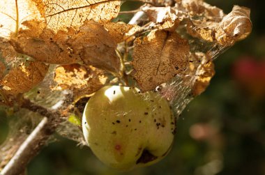 Şımarık güve tırtılları, elma ağacının dalında ipek ağda elma gelinciği. Çadır tırtılları, ipek böcekleri, elma yapraklarının üzerinde özel ipek çadırlarda ve onları yiyorlar. Seçici odak
