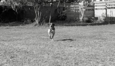Brittany Epanel Breton portresi, turuncu ve beyaz Fransızca köpek portresi. Dili sarkık ve dinleniyor, koşuyor, yazın tarlada yatıyor. Brittany Spaniel Fransız Av İşaretçisi. Safkan hayvan.