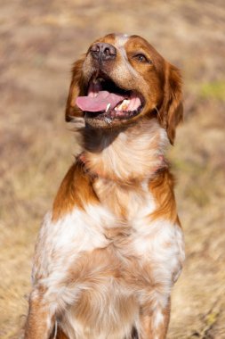 Brittany Epanel Breton portresi, turuncu ve beyaz Fransızca köpek portresi. Dili sarkık ve dinleniyor, koşuyor, yazın tarlada yatıyor. Brittany Spaniel Fransız Av İşaretçisi. Safkan hayvan.