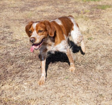 Brittany Epanel Breton portresi, turuncu ve beyaz Fransızca köpek portresi. Dili sarkık ve dinleniyor, koşuyor, yazın tarlada yatıyor. Brittany Spaniel Fransız Av İşaretçisi. Safkan hayvan.