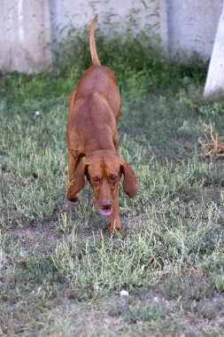 Doğada safkan bir Macar Vizsla köpeğinin portresi. Güzel Macar Vizsla altın pas rengi yürümeye devam ediyor. Güzel Macar Vizsla köpek portresi. Vizsla av köpeği. Kısa Macar İşaretçisi