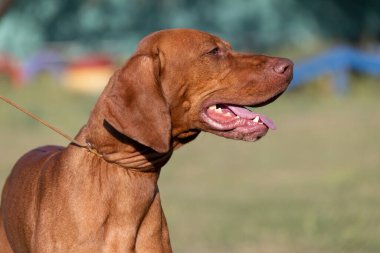 Doğada safkan bir Macar Vizsla köpeğinin portresi. Güzel Macar Vizsla altın pas rengi yürümeye devam ediyor. Güzel Macar Vizsla köpek portresi. Vizsla av köpeği. Kısa Macar İşaretçisi