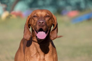 Doğada safkan bir Macar Vizsla köpeğinin portresi. Güzel Macar Vizsla altın pas rengi yürümeye devam ediyor. Güzel Macar Vizsla köpek portresi. Vizsla av köpeği. Kısa Macar İşaretçisi