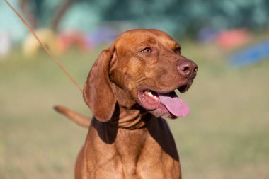 Doğada safkan bir Macar Vizsla köpeğinin portresi. Güzel Macar Vizsla altın pas rengi yürümeye devam ediyor. Güzel Macar Vizsla köpek portresi. Vizsla av köpeği. Kısa Macar İşaretçisi